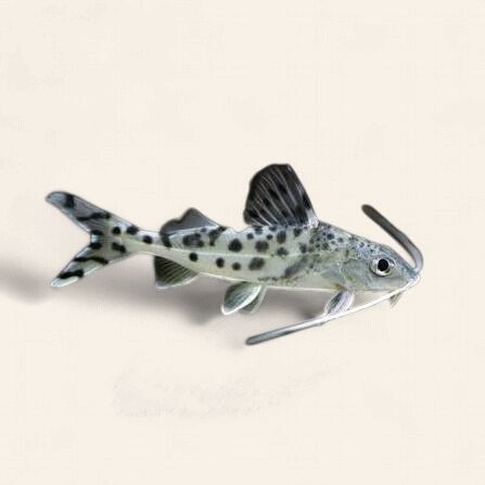 Pictus Catfish