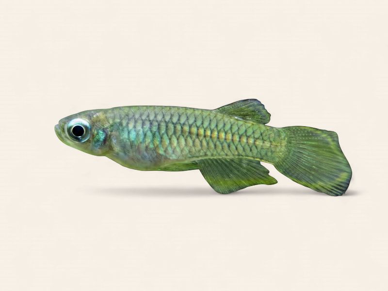 Killifish - Norman's Lampeye