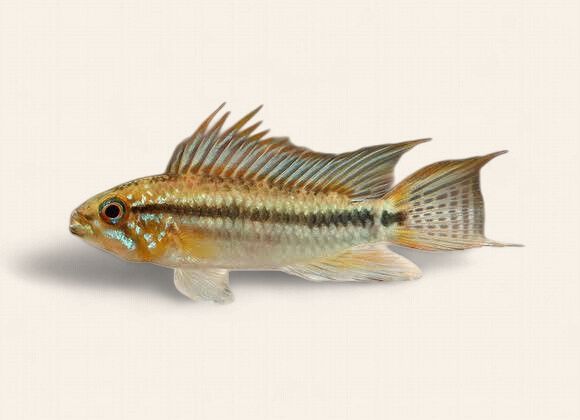 Apistogramma Bitaeniata Red Back - Female