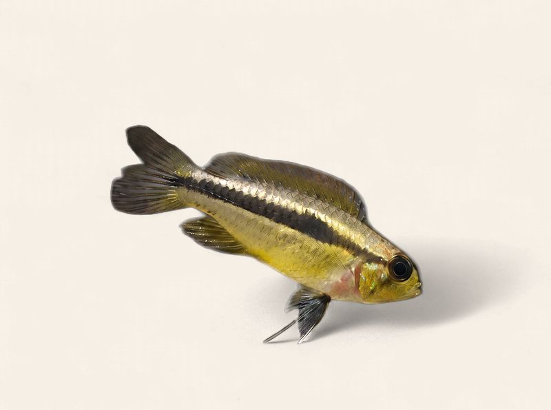 Apistogramma Bitaeniata Red Back - Female