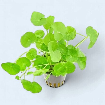 Hydrocotyle Leucocephala (Brazillian Pennywort)