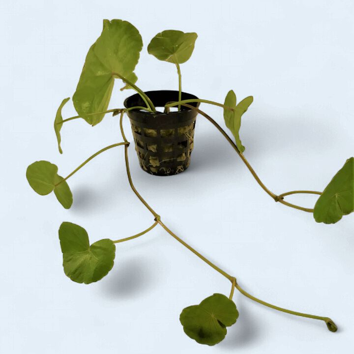 Hydrocotyle Leucocephala (Brazillian Pennywort)