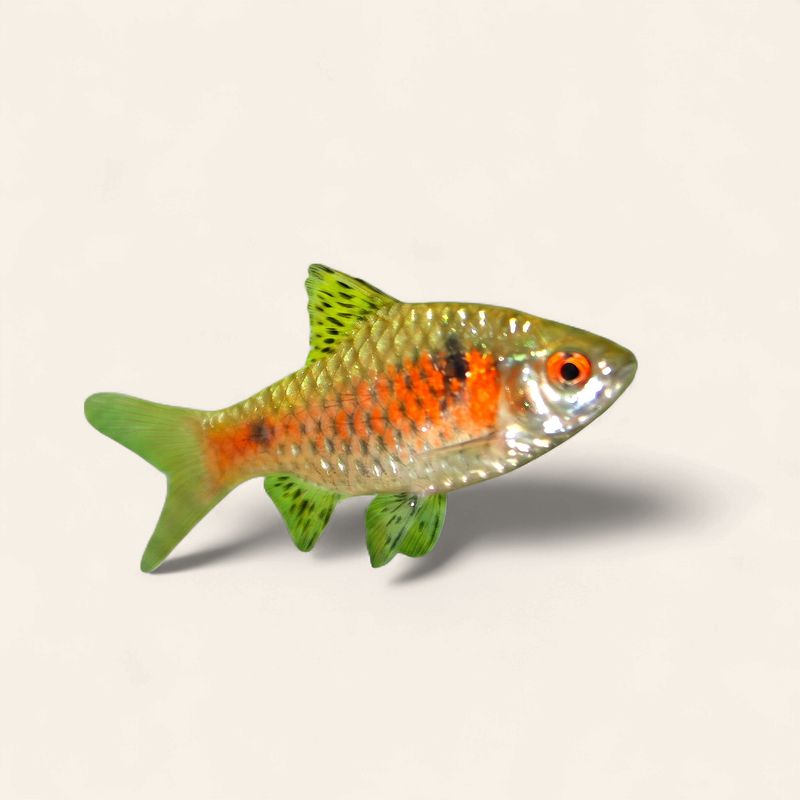 Odessa Barb