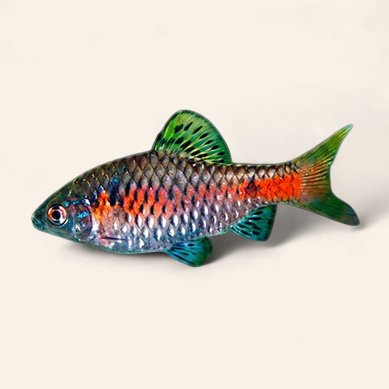 Odessa Barb