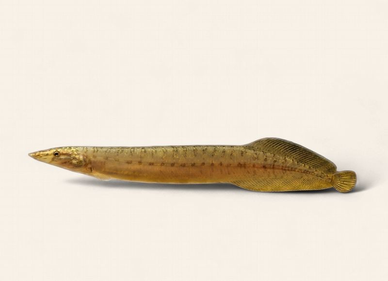 Yellow Fin Spiney Eel