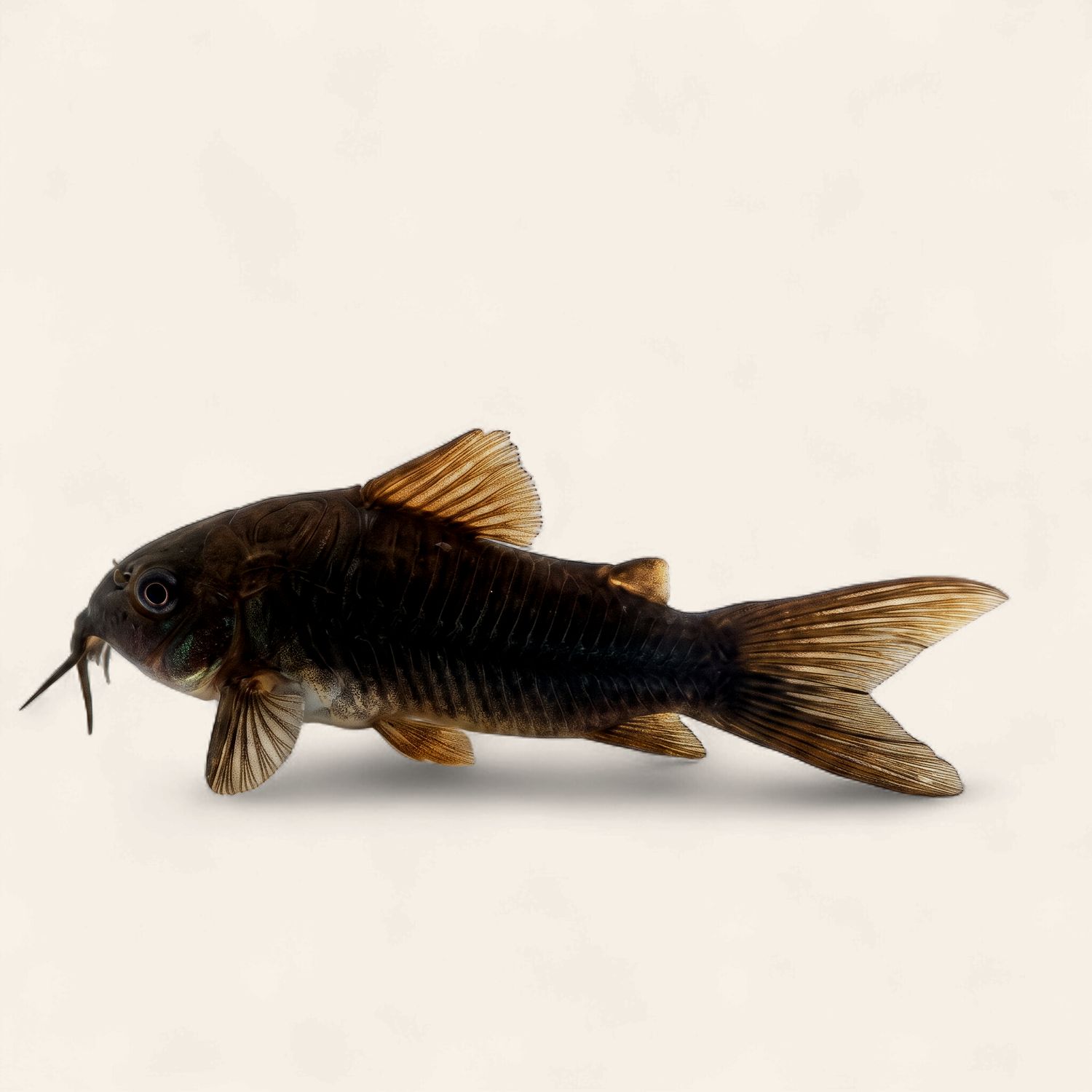 Black Schultzei Cory