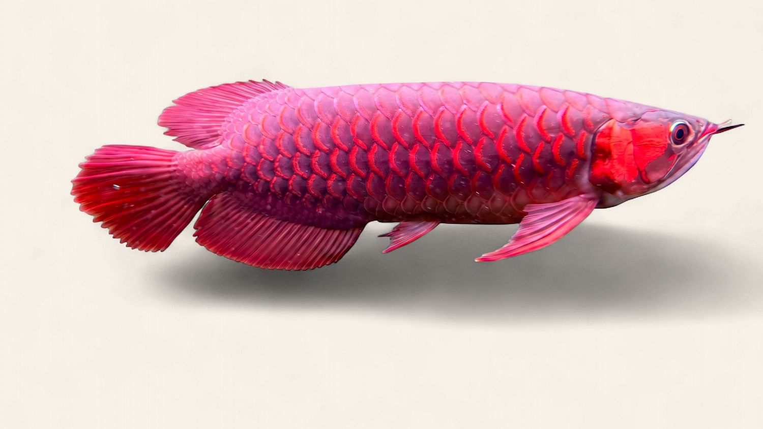 Asian Arowana - Super General Blood Red