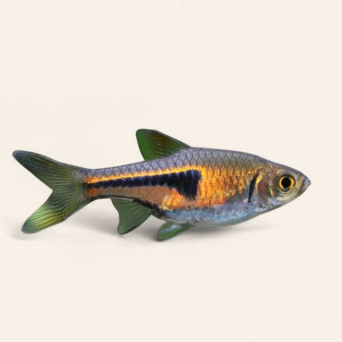Gold Harlequin/Lamb Chop Rasbora