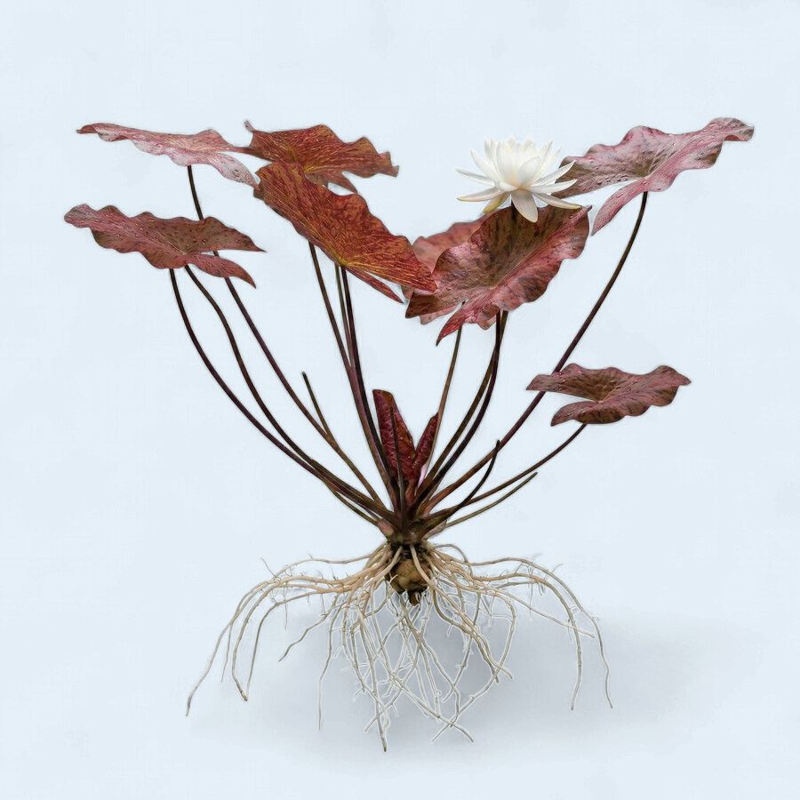 Nymphaea Lotus ‘Red’ (Tiger Lotus)