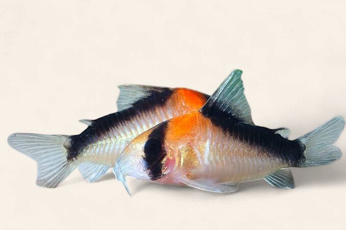 Hoplisoma duplicareum (Duplicareus cory)