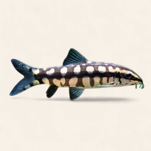 Dwarf Chain Loach