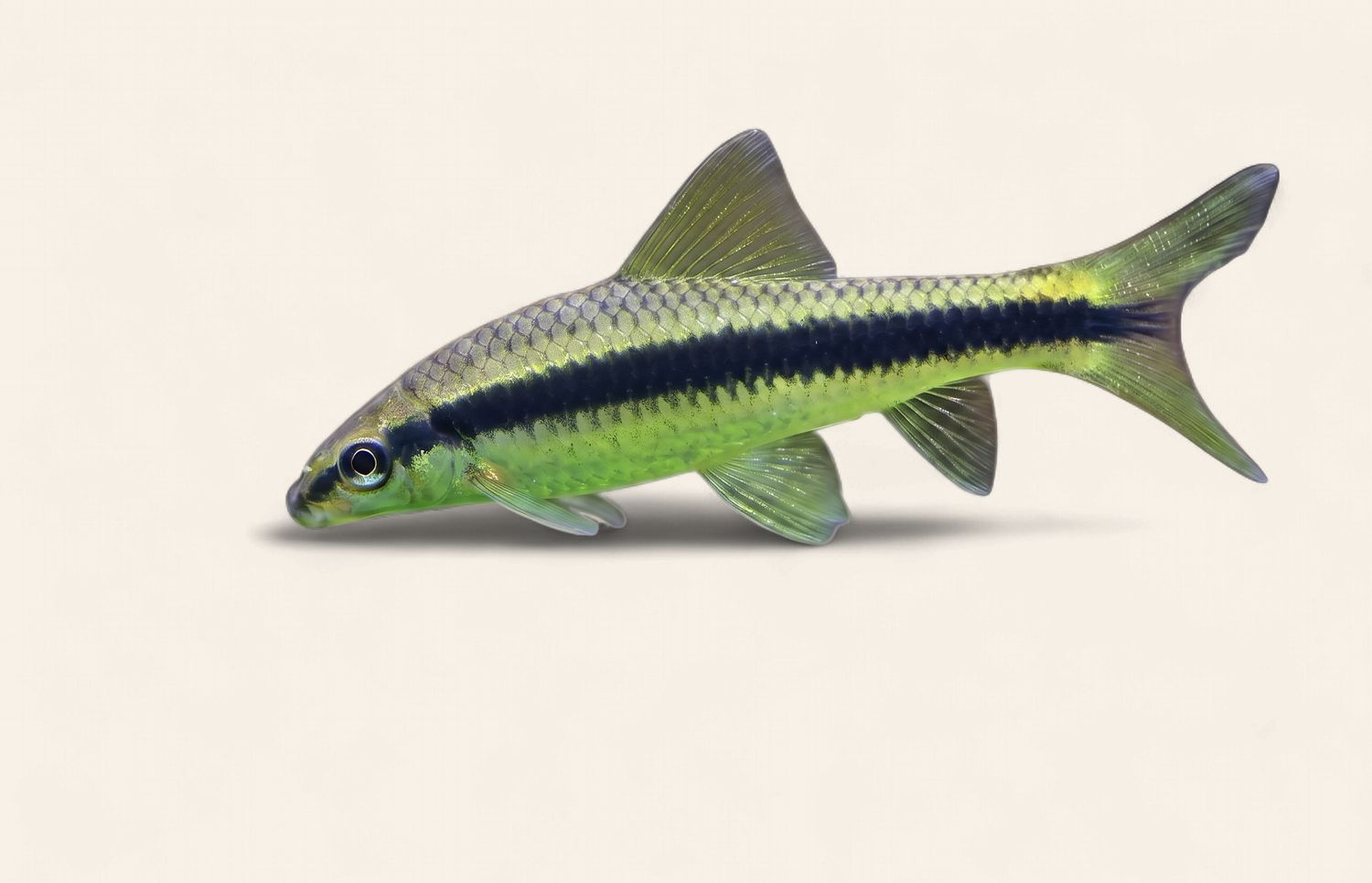 Siamese Algae Eater (Flying Fox)