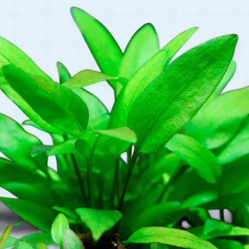 Cryptocoryne Wendtii 'Green Gecko'