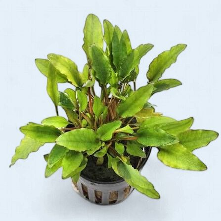 Cryptocoryne Wendtii 'Green Gecko'