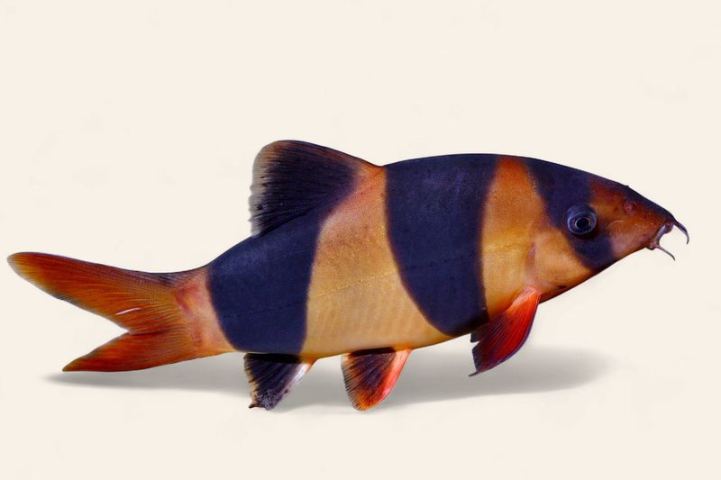 Clown Loach
