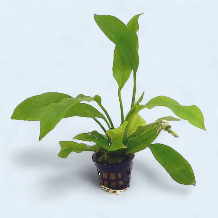 Echinodorus amazonicus (Amazon Sword)