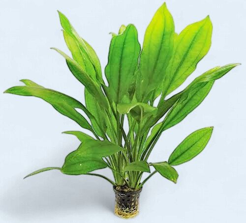 Echinodorus amazonicus (Amazon Sword)