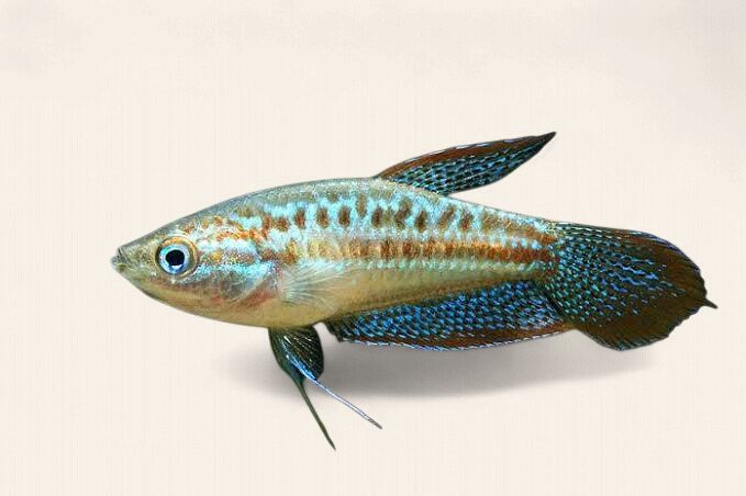 Sparkling Gourami
