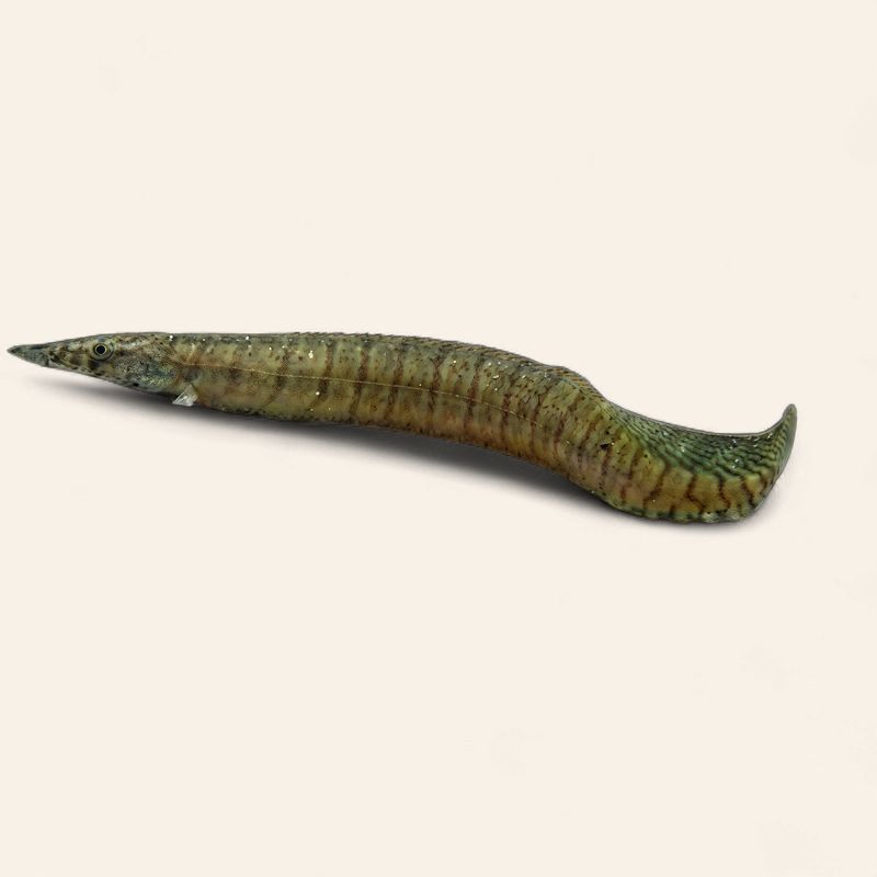 Zebra Spiney Eel