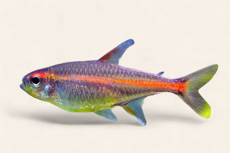 Glowlight Tetra