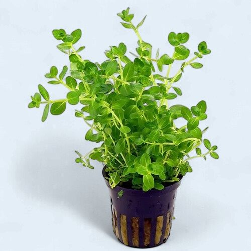 Rotala Rotundifolia (Bean Stalk)