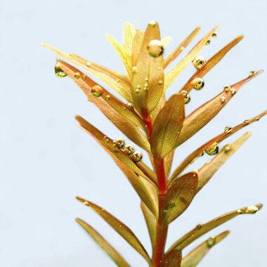 Rotala Rotundifolia (Bean Stalk)