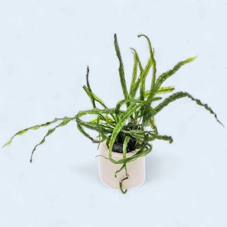 Microsorum pteropus 'needle leaf' (Needle Leaf Java Fern)