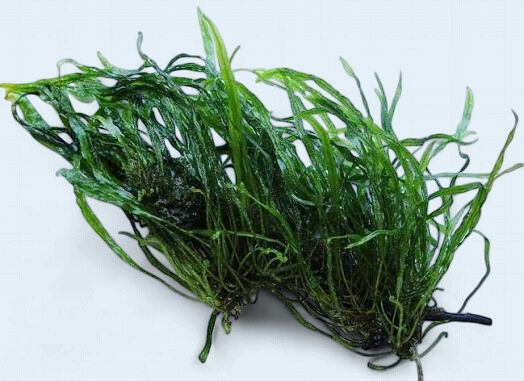 Microsorum pteropus 'needle leaf' (Needle Leaf Java Fern)