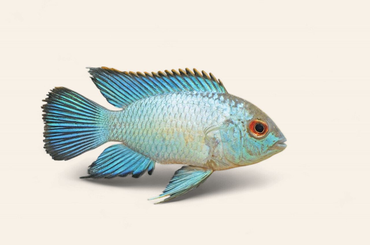 Electric Blue Acara