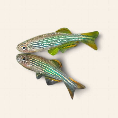 Kyathit Danio