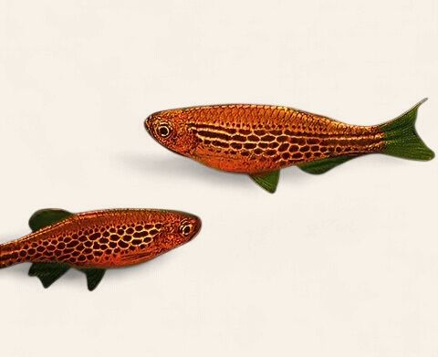 Kyathit Danio