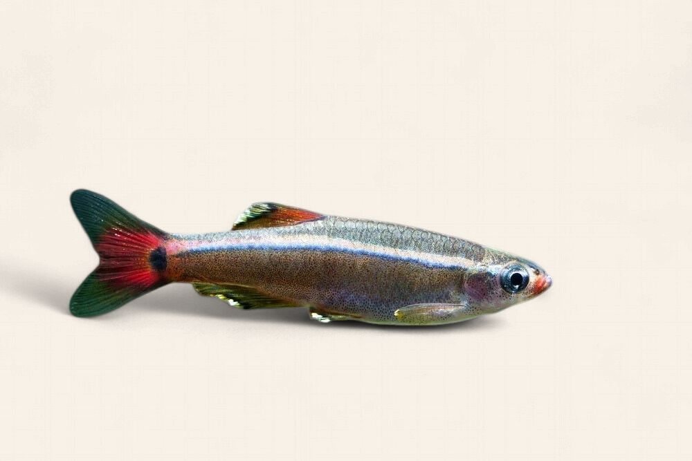 White Cloud Mountain Minnows