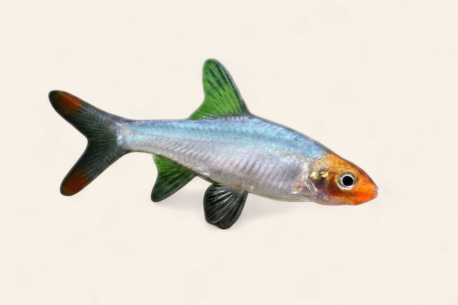 Asian Rummynose Rasbora