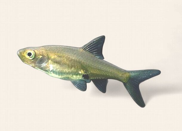 Asian Rummynose Rasbora