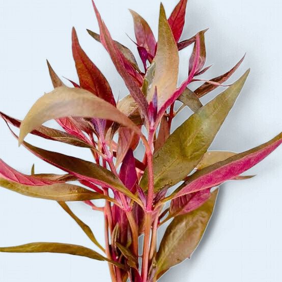 Alternanthera Lilacina  (Beetroot)