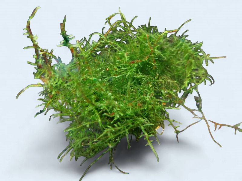 Aquatic Moss - Mixed Bunch