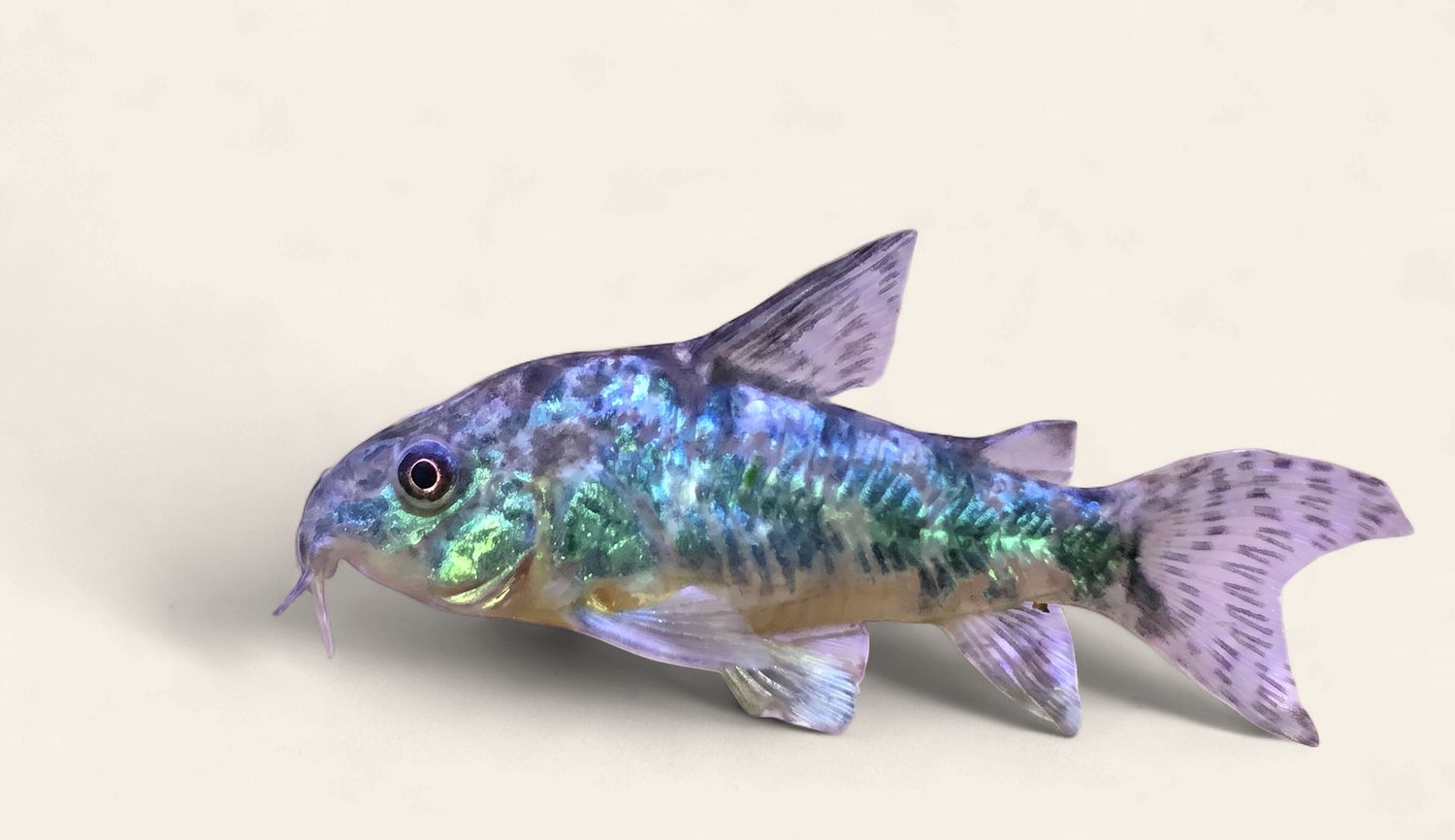 Peppered Cory