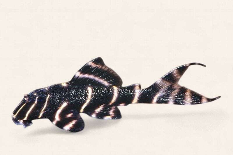 L204 Flash Pleco