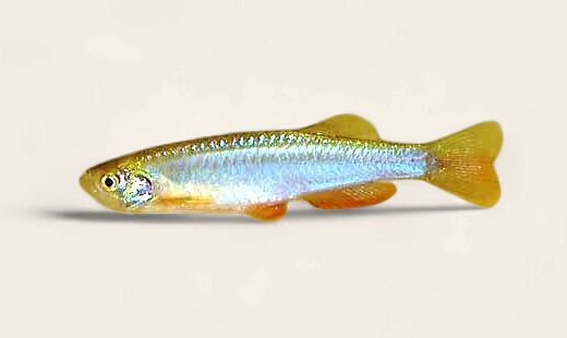 Pearl Danio