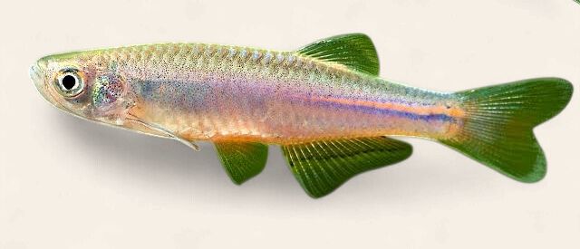 Pearl Danio