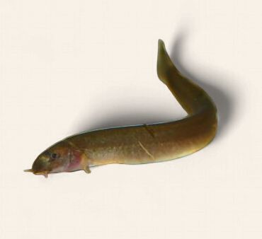 Black Kuhli Loach