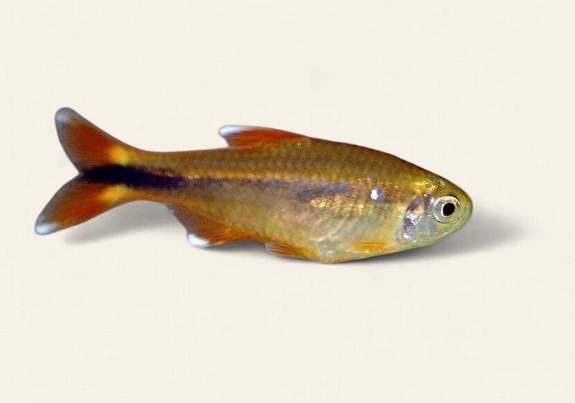Silvertip Tetra