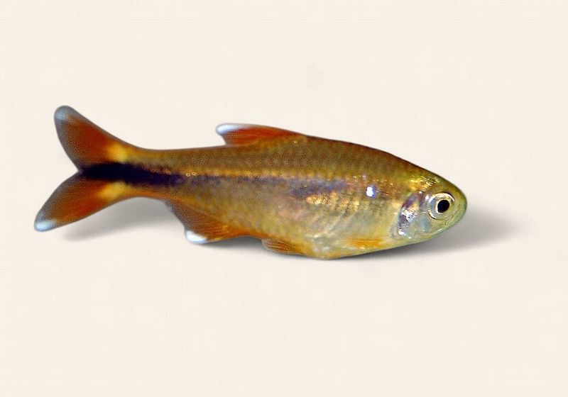 Silvertip Tetra