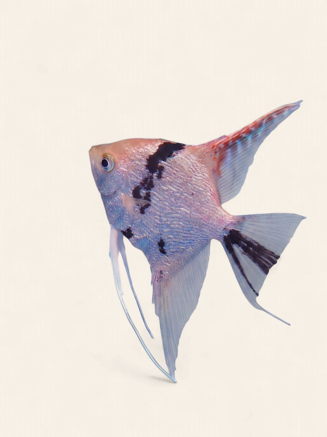 Angelfish Breeding Pair