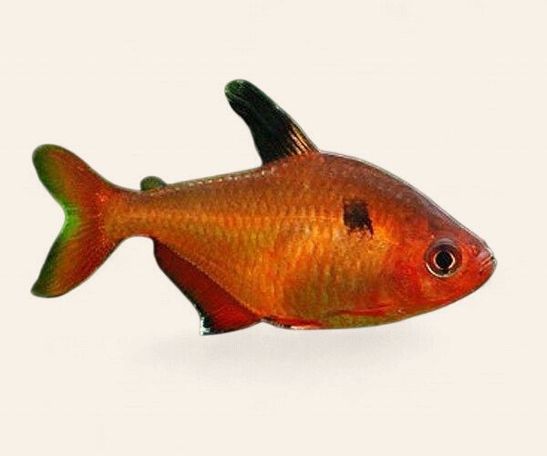 Serpae Tetra