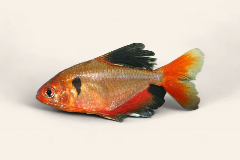 Serpae Tetra