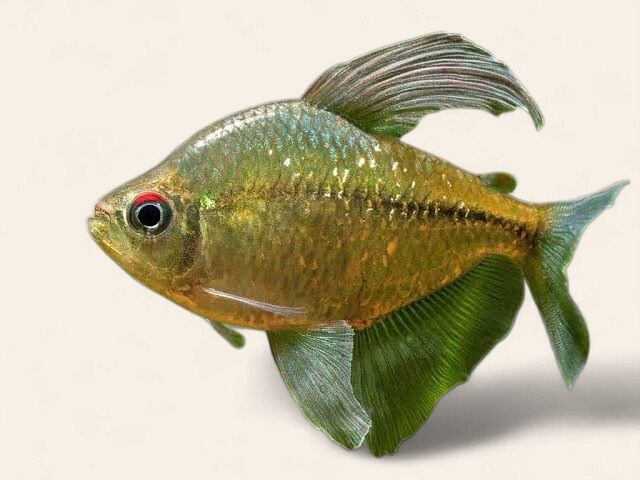 Diamond Tetra