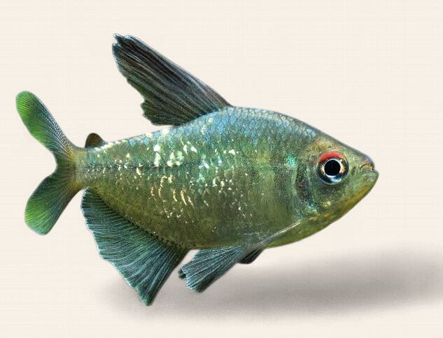 Diamond Tetra