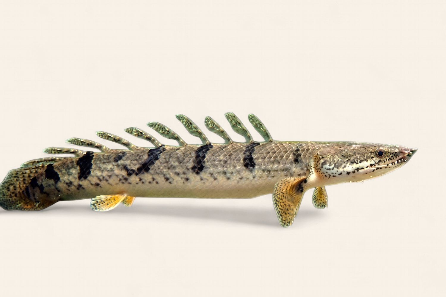 Armoured Bichir (Polypterus delhezi)