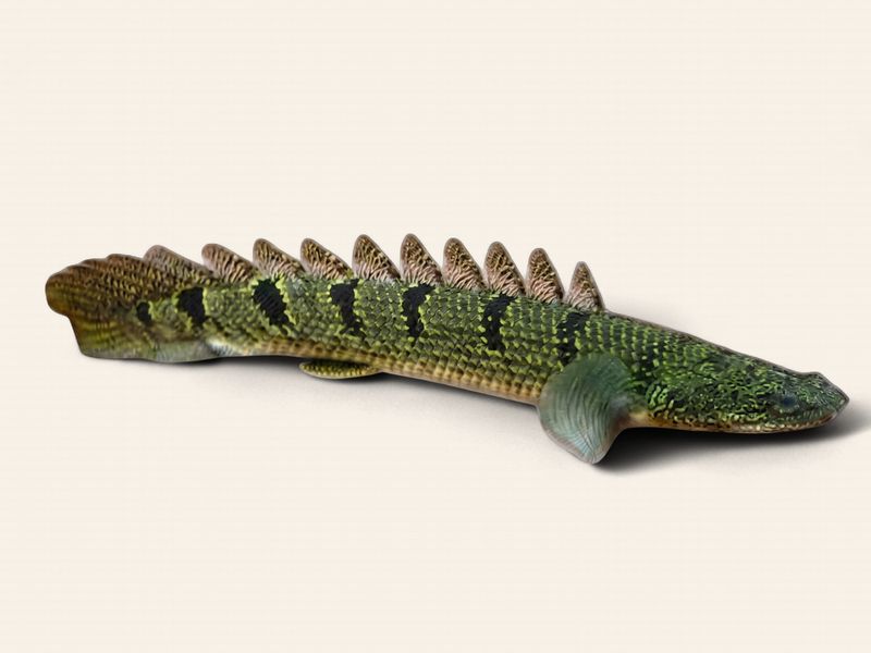 Armoured Bichir (Polypterus delhezi)
